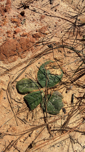 Elephantopus tomentosus observed 2026-10-25
