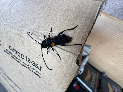 Tragidion coquus