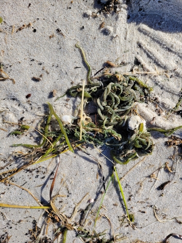 Codium observed 2026-10-25
