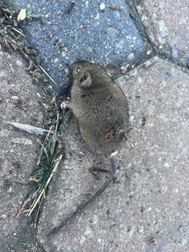 Mus musculus observed 2026-10-25