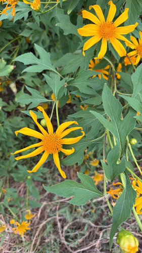 Tithonia diversifolia observed 2026-10-25