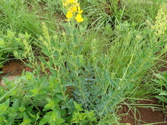 Crotalaria globifera