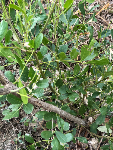 Dermatophyllum secundiflorum observed 2026-10-25
