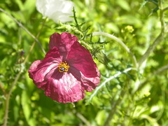 Argemone polyanthemos