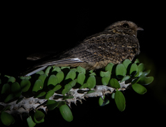 Caprimulgus madagascariensis