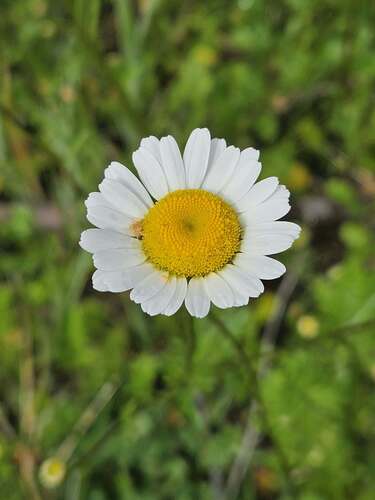 Leucanthemum vulgare observed 2026-10-25