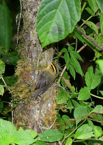 Alcippe cinerea observed 2026-10-16