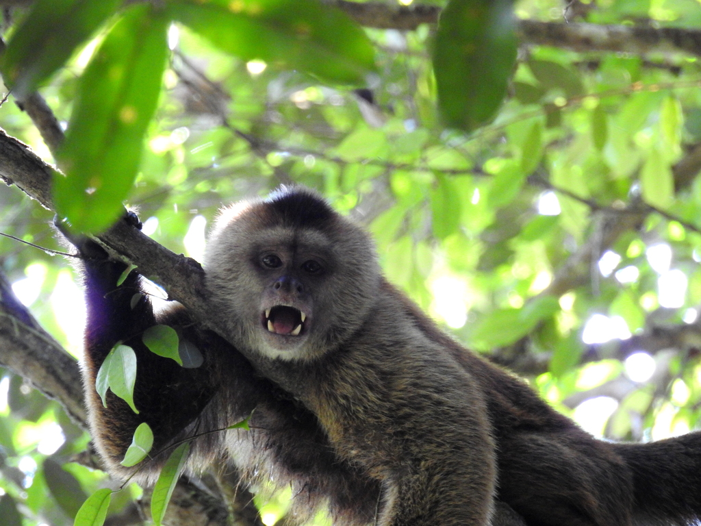 Chestnut Weeper Capuchin