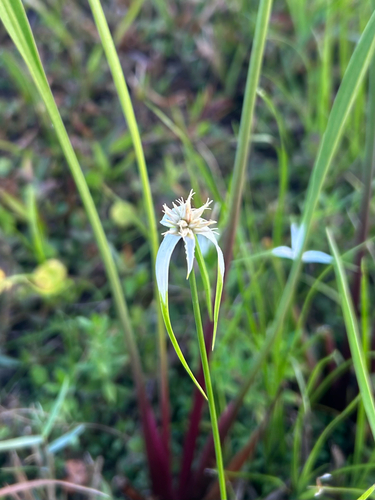 Rhynchospora colorata observed 2026-10-24