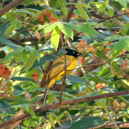 Pycnonotus melanicterus observed 2026-10-25