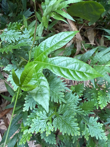 Passiflora edulis observed 2026-10-23
