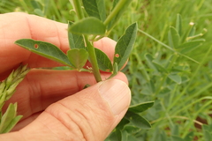 Crotalaria globifera