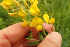 Crotalaria globifera