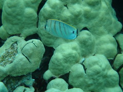 Chaetodon multicinctus