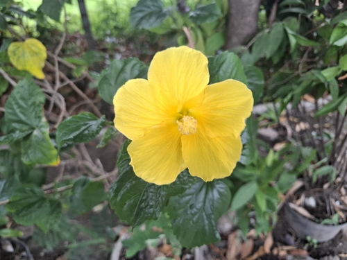 Hibiscus rosa-sinensis observed 2026-10-25