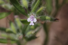 Hedeoma reverchonii