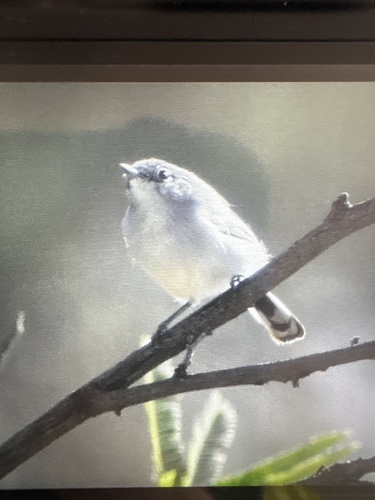 Black-tailed Gnatcatcher