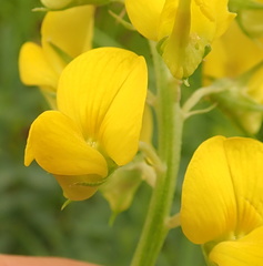 Crotalaria globifera