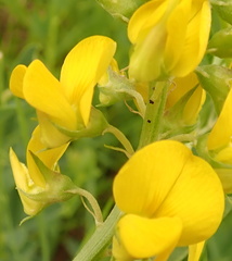 Crotalaria globifera