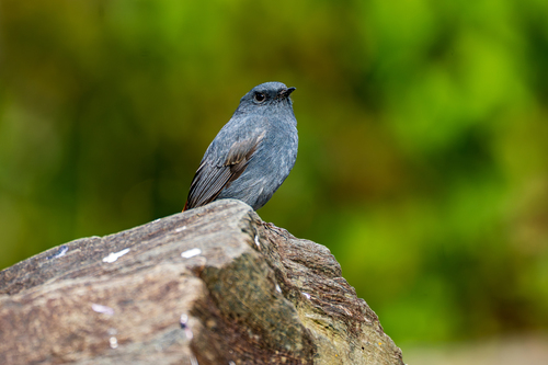 Rhyacornis fuliginosa, 2026-10-25