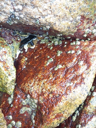 Hildenbrandia rubra observed 2026-10-25