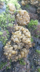 Colpomenia tuberculata