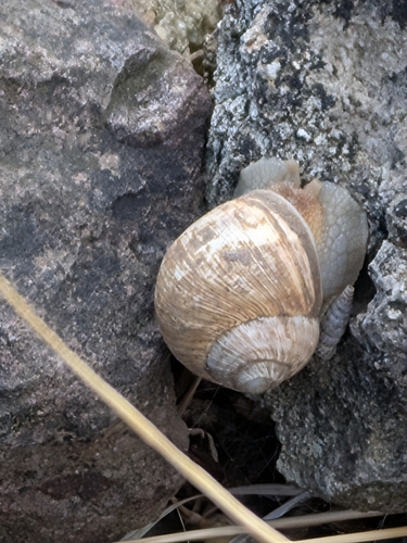 Nucula observed 2026-10-15