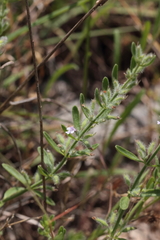 Hedeoma reverchonii