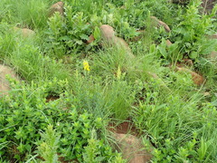 Crotalaria globifera