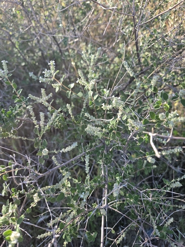 Wright's beebrush