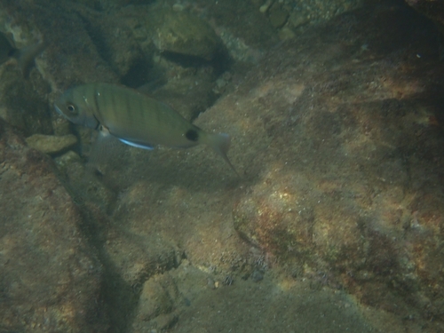 Diplodus observed 2026-10-25