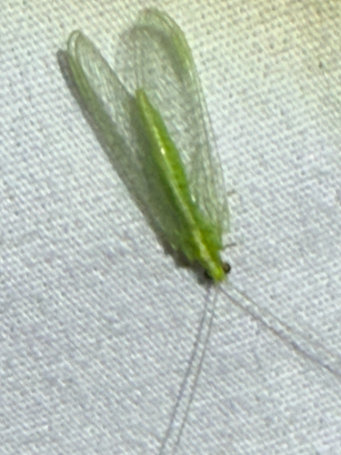 Red-lipped Green Lacewing