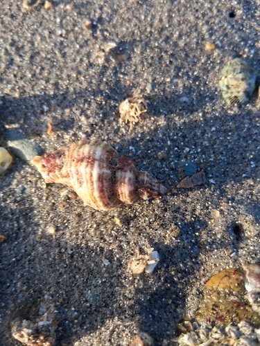 Ocenebra erinacea, 2026-10-25
