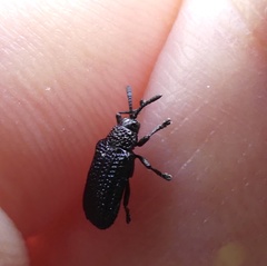 Microrhopala excavata