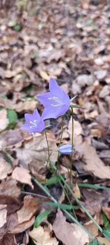 Campanula persicifolia observed 2026-10-25