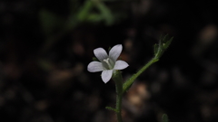 Githopsis diffusa candida