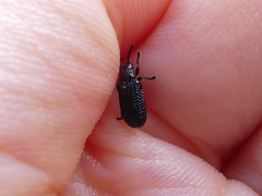 Microrhopala excavata