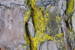 Chrysothrix xanthina