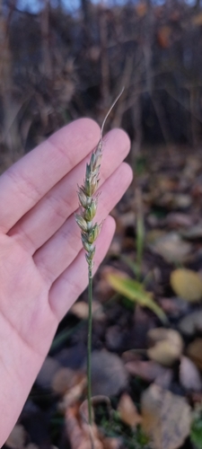 Triticum aestivum observed 2026-10-25