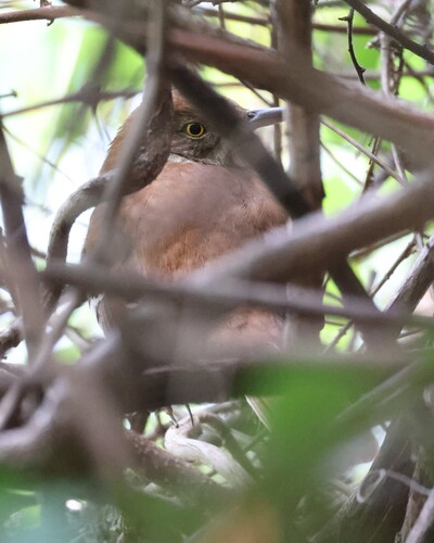 Brown Thrasher