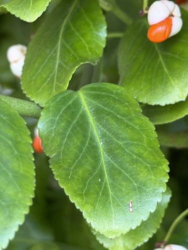 Euonymus japonicus observed 2026-10-25