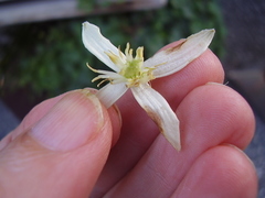Clematis armandii