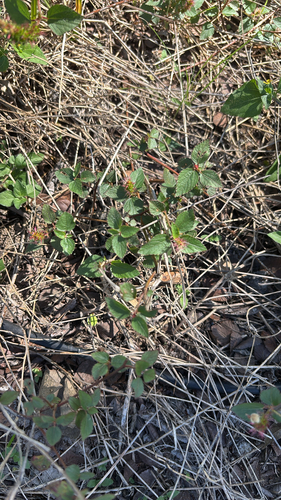Acalypha phleoides, 2026-10-23