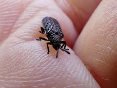 Microrhopala excavata