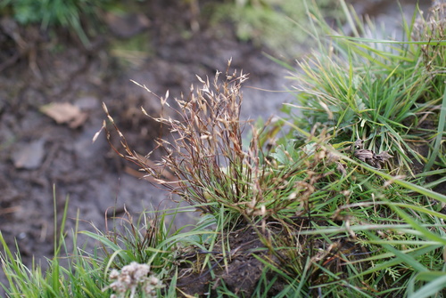 Juncus bufonius observed 2026-10-25