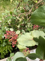 Lonicera sempervirens