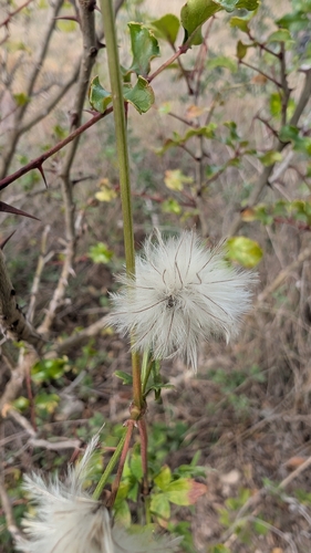 Old Man's Beard Clematis
