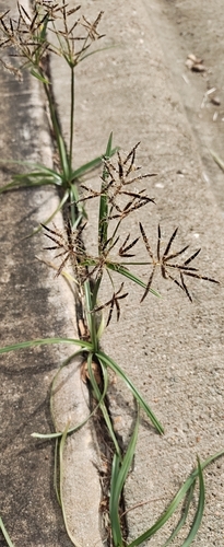 Cyperus rotundus observed 2026-10-25