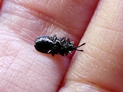 Microrhopala excavata