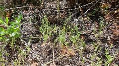 Githopsis diffusa candida